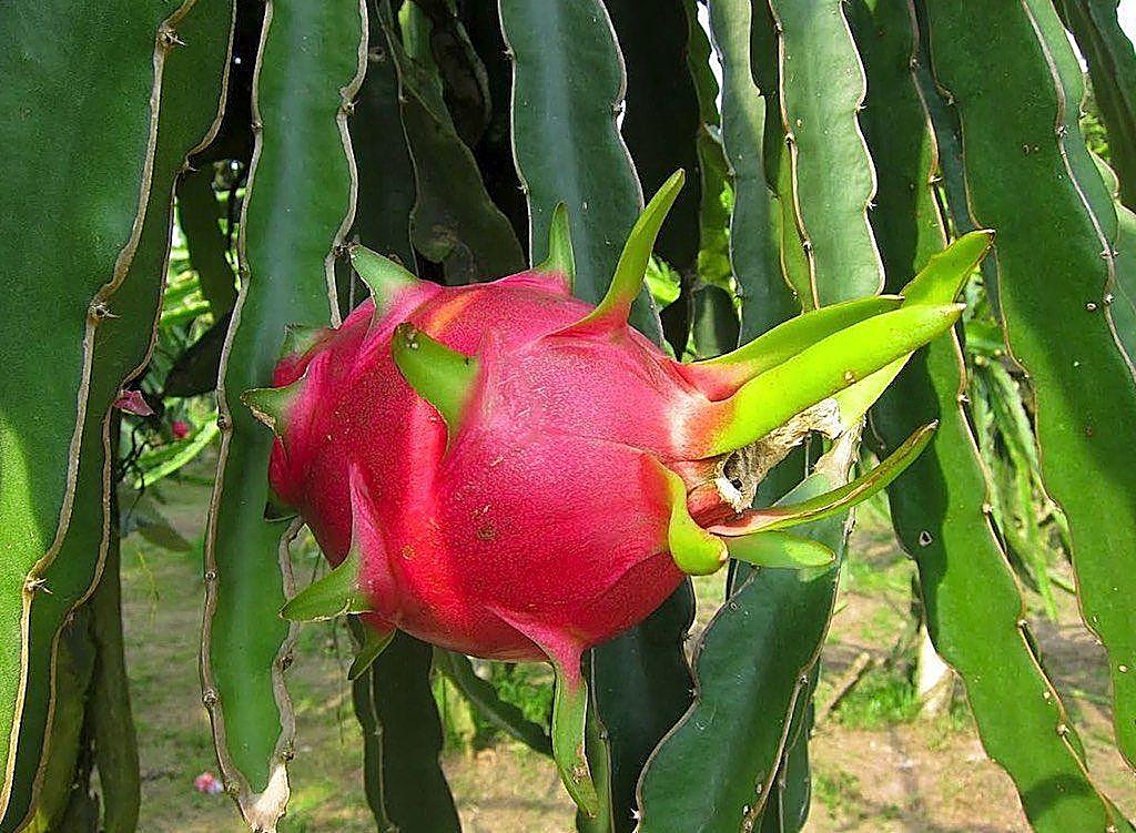 Fruit du dragon, Pitaya, Pitahaya