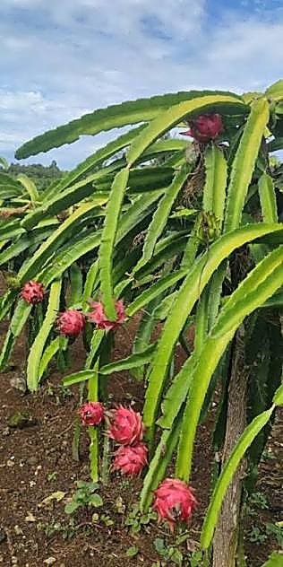 Fruit du dragon, Pitaya, Pitahaya — détail