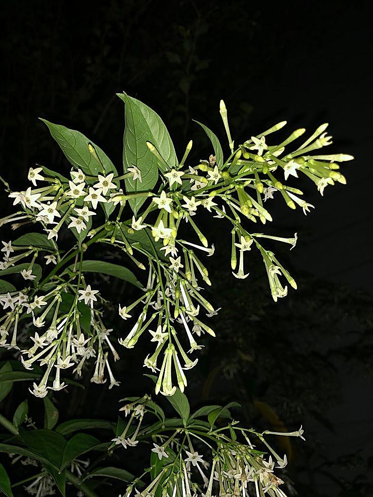 Galant de nuit, Jasmin de nuit