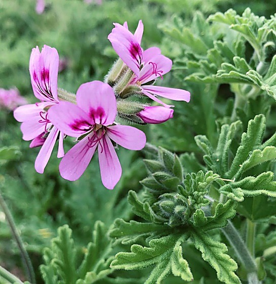 Géranium odorant, Géranium rosat