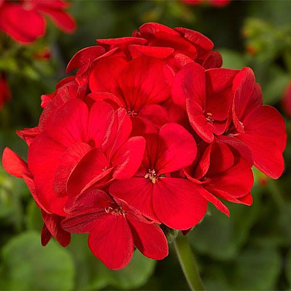 Géranium, Géranium de jardin