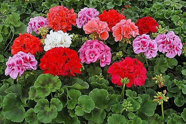 Géranium, Géranium de jardin — détail