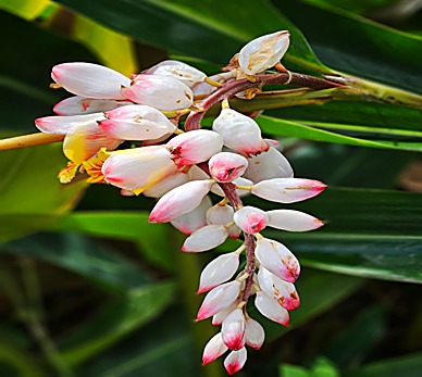Gingembre coquille — détail