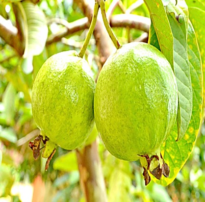 Goyavier (arbre), Goyave (fruit) — détail