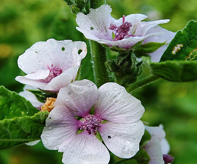 Guimauve officinale