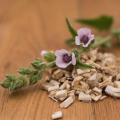 Guimauve officinale — détail