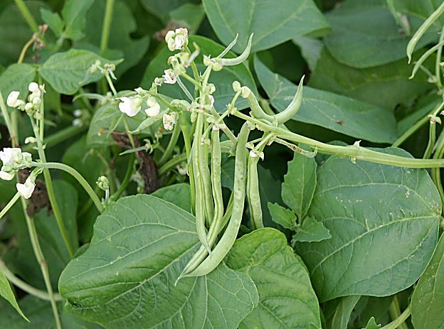 Haricot commun / Haricot vert