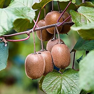 Kiwi, Actinidier