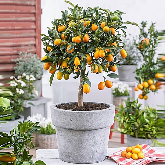 Kumquat