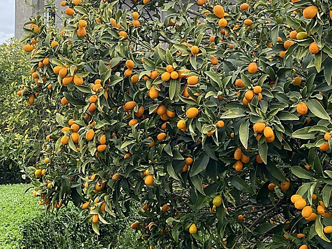 Kumquat — détail