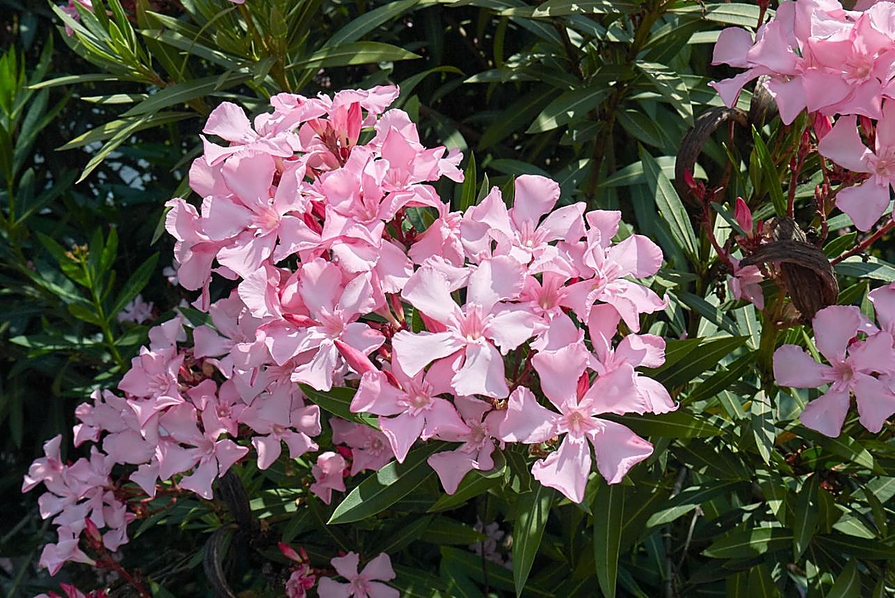 Laurier-rose — détail