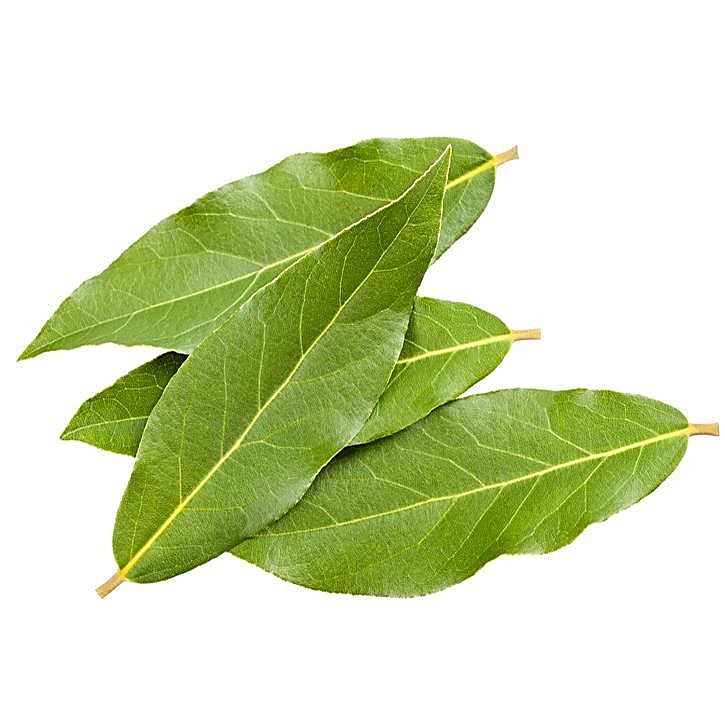 Laurier-sauce, Laurier noble — détail