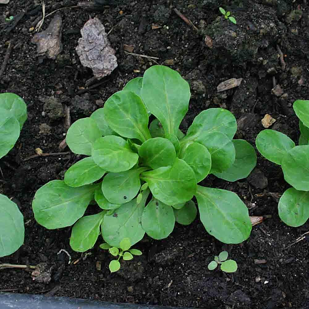 Mâche / Doucette / Salade de blé