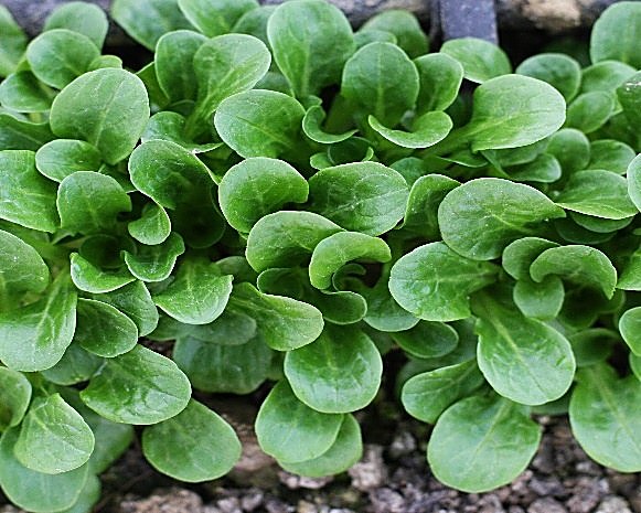 Mâche / Doucette / Salade de blé — détail