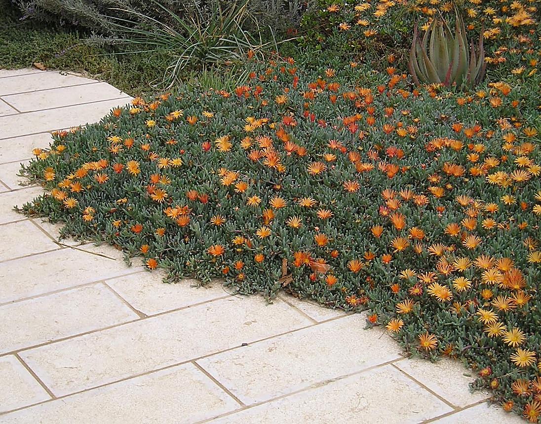 Maléphore orangé, Maléphore, Ficoïde orangée