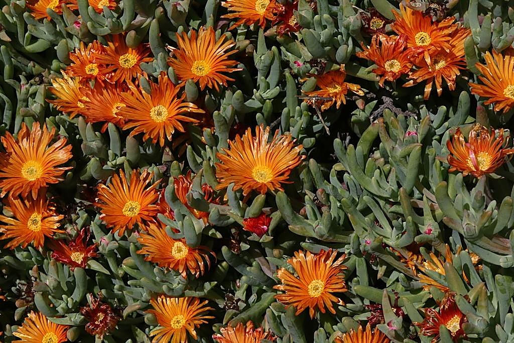 Maléphore orangé, Maléphore, Ficoïde orangée — détail