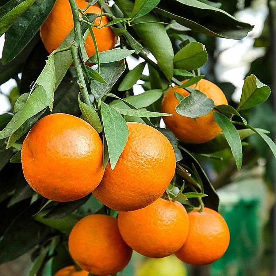 Mandarine