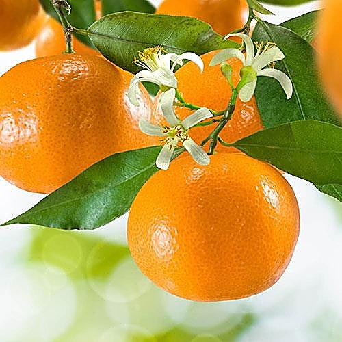 Mandarine — détail