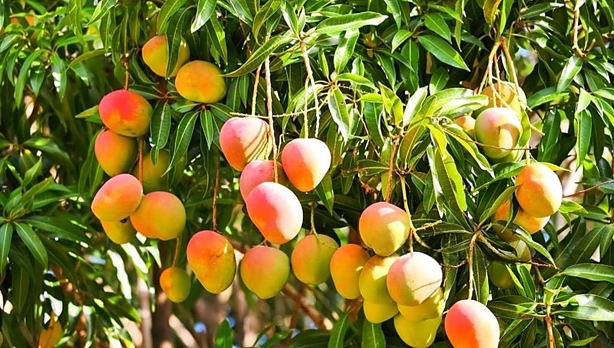 Mangue