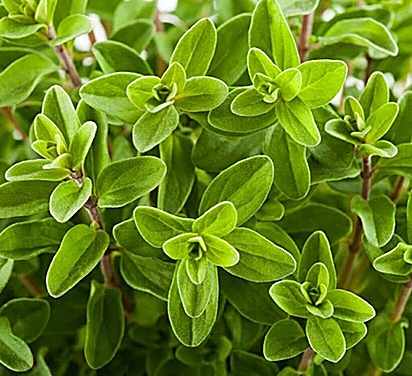 Marjolaine, Marjolaine officinale