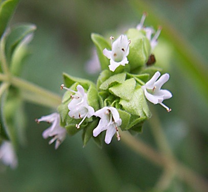 Marjolaine, Marjolaine officinale — détail