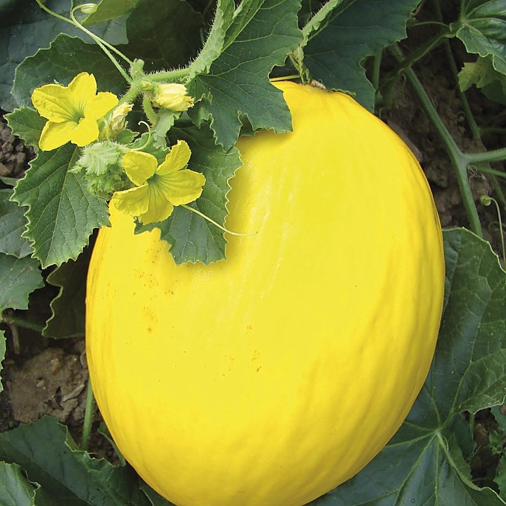 Melon jaune