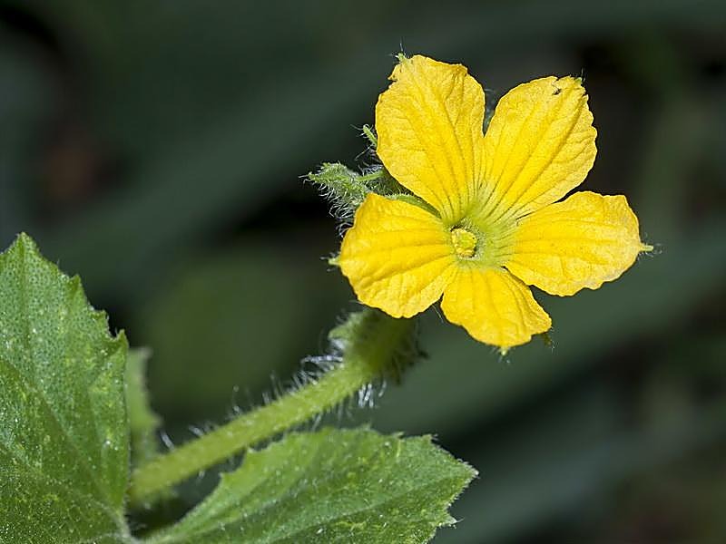 Melon jaune — détail