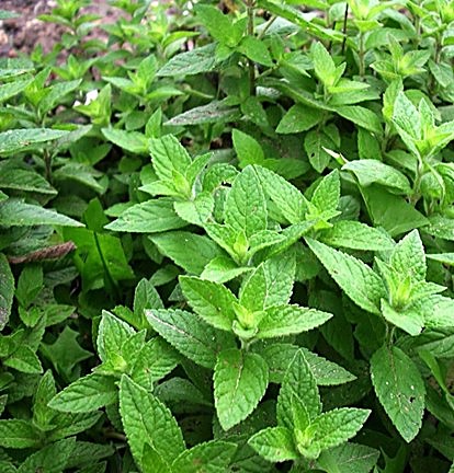 Menthe des champs, Menthe sauvage
