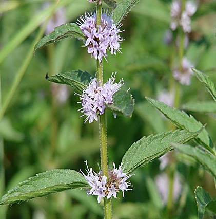 Menthe des champs, Menthe sauvage — détail