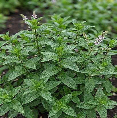 Menthe poivrée