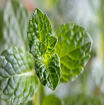Menthe poivrée — détail