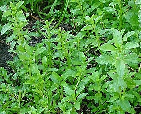 Menthe pouliot, Pouliot