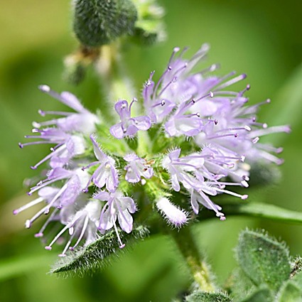 Menthe pouliot, Pouliot — détail
