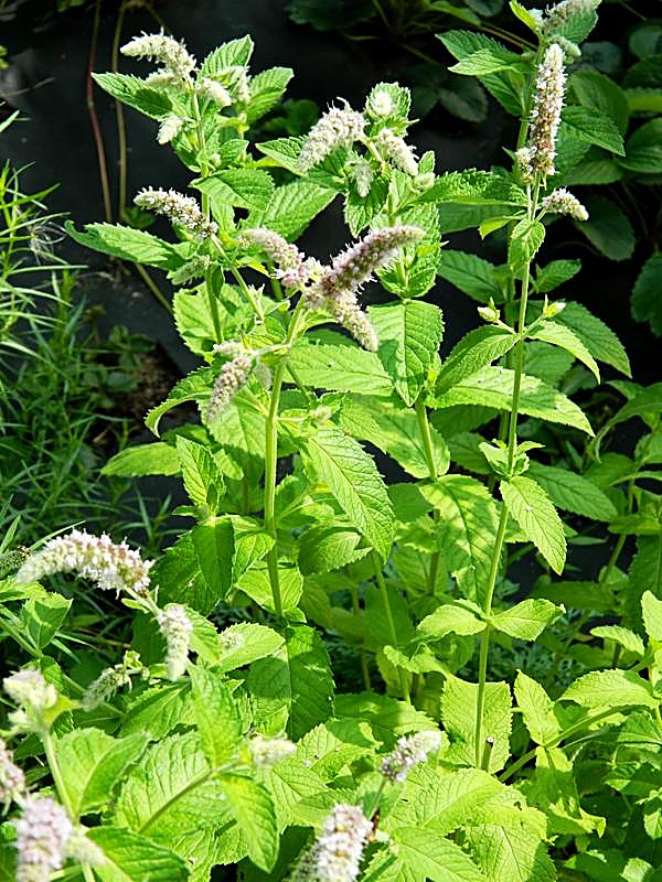 Menthe verte, Menthe douce