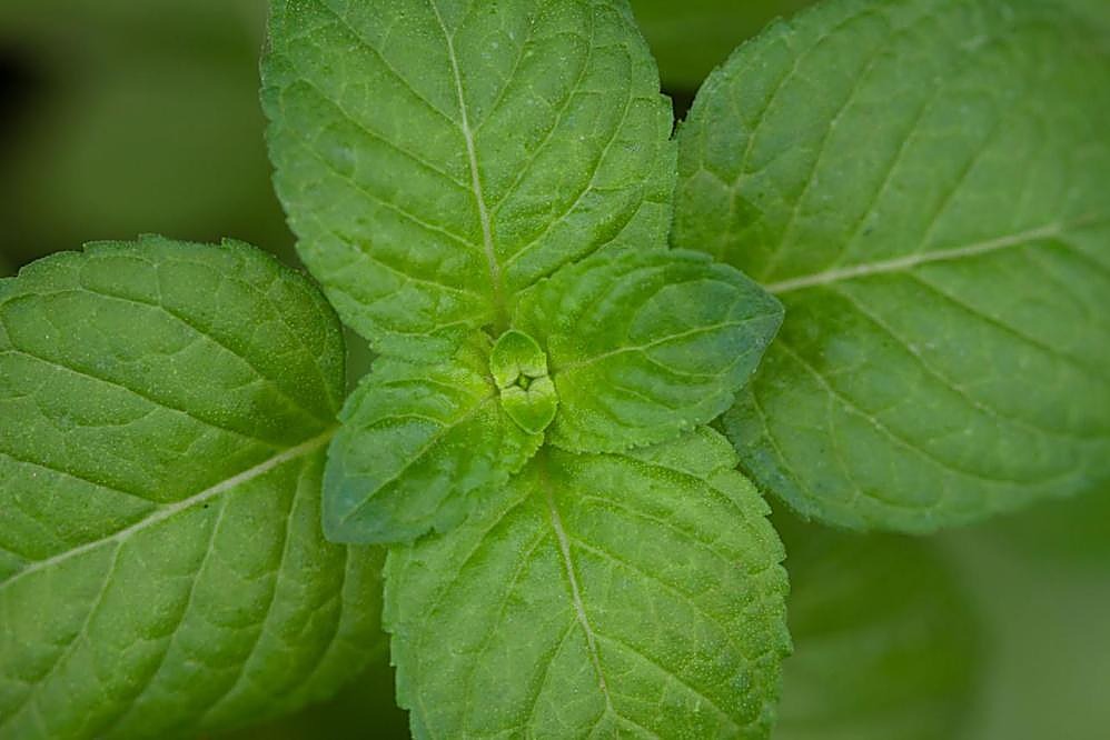 Menthe verte, Menthe douce — détail