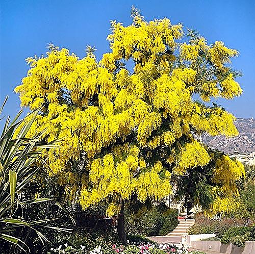 Mimosa / Acacia argenté