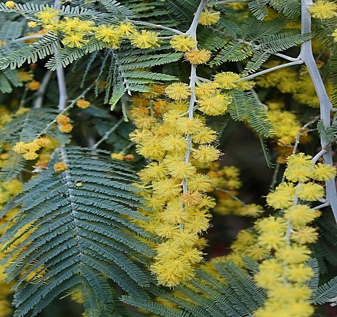 Mimosa / Acacia argenté — détail