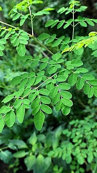 Moringa, Arbre de vie, Arbre de raifort