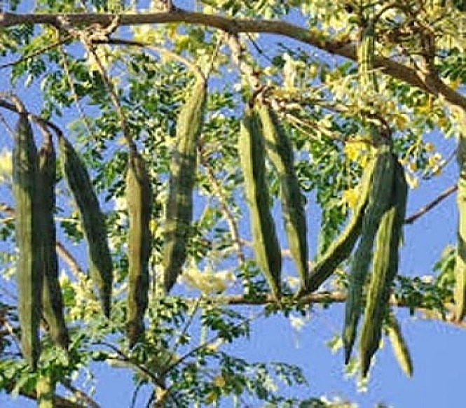 Moringa, Arbre de vie, Arbre de raifort — détail