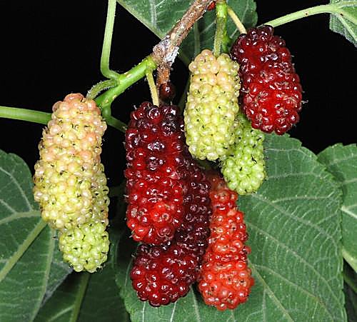 Mûrier rouge