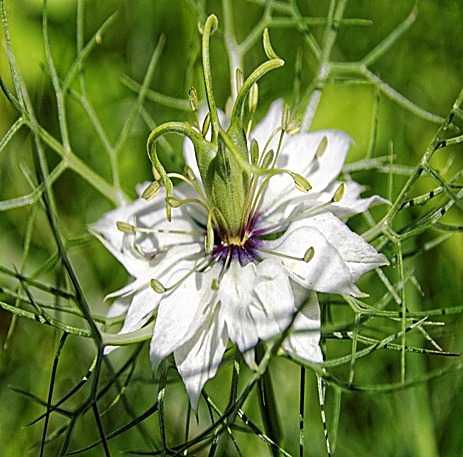 Nigelle cultivée / Nigelle