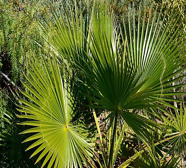 Palmier à jupons, Palmier éventail de Californie