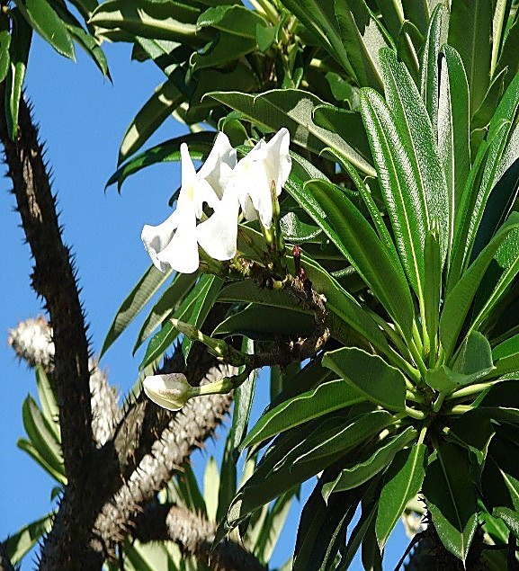 Palmier de Madagascar argenté — détail