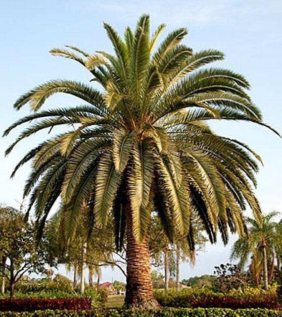 Palmier des Canaries — détail