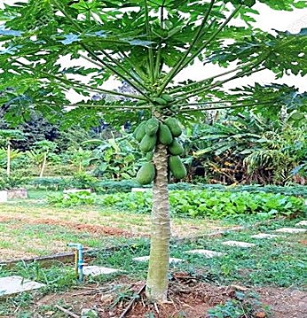 Papayer (arbre), Papaye (fruit)