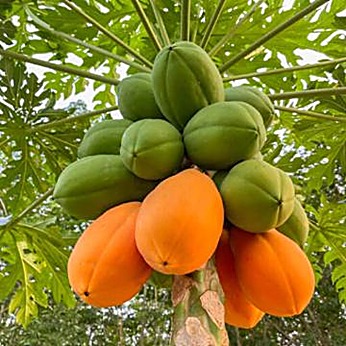 Papayer (arbre), Papaye (fruit) — détail