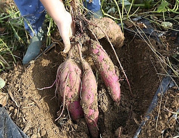 Patate douce — détail