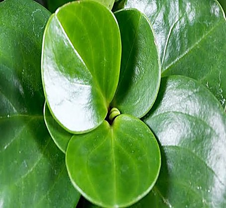 Pépéromie à feuilles de magnolia