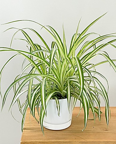 Phalangère, Plante araignée
