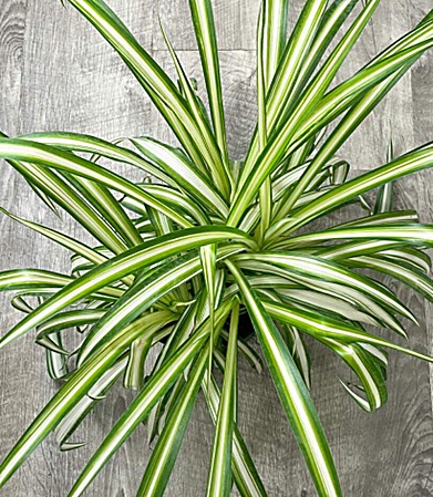 Phalangère, Plante araignée — détail